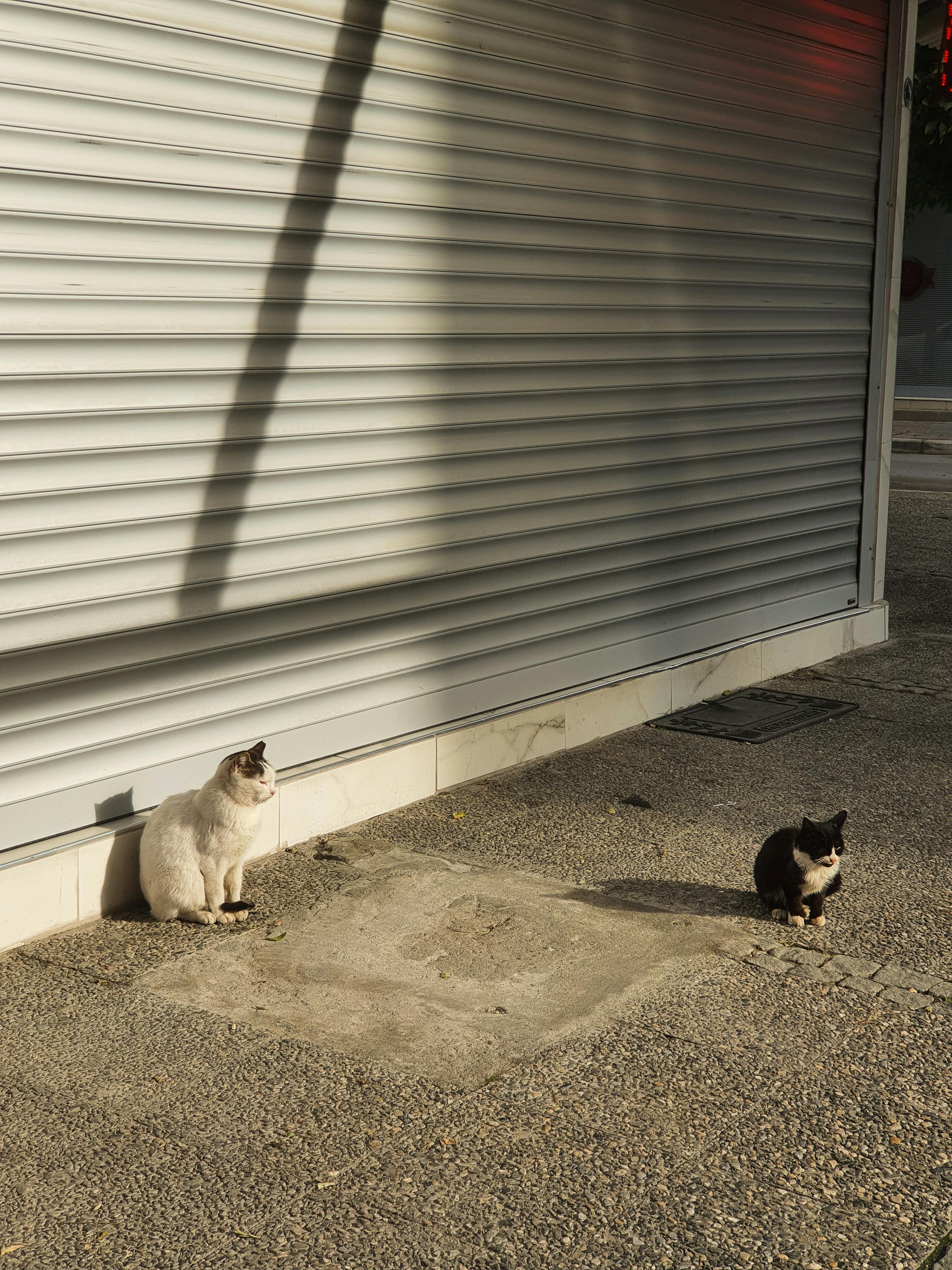Kostenlos Zwei Katzen aalen sich im Sonnenlicht neben einem geschlossenen Laden und werfen Schatten auf den Boden. Stock-Foto