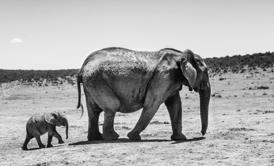 A mother and baby elephant walking in an open grassland, captured in black and white.