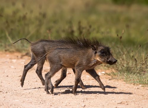 Free Adorable young warthogs walking on a dirt path in natural surroundings. Stock Photo