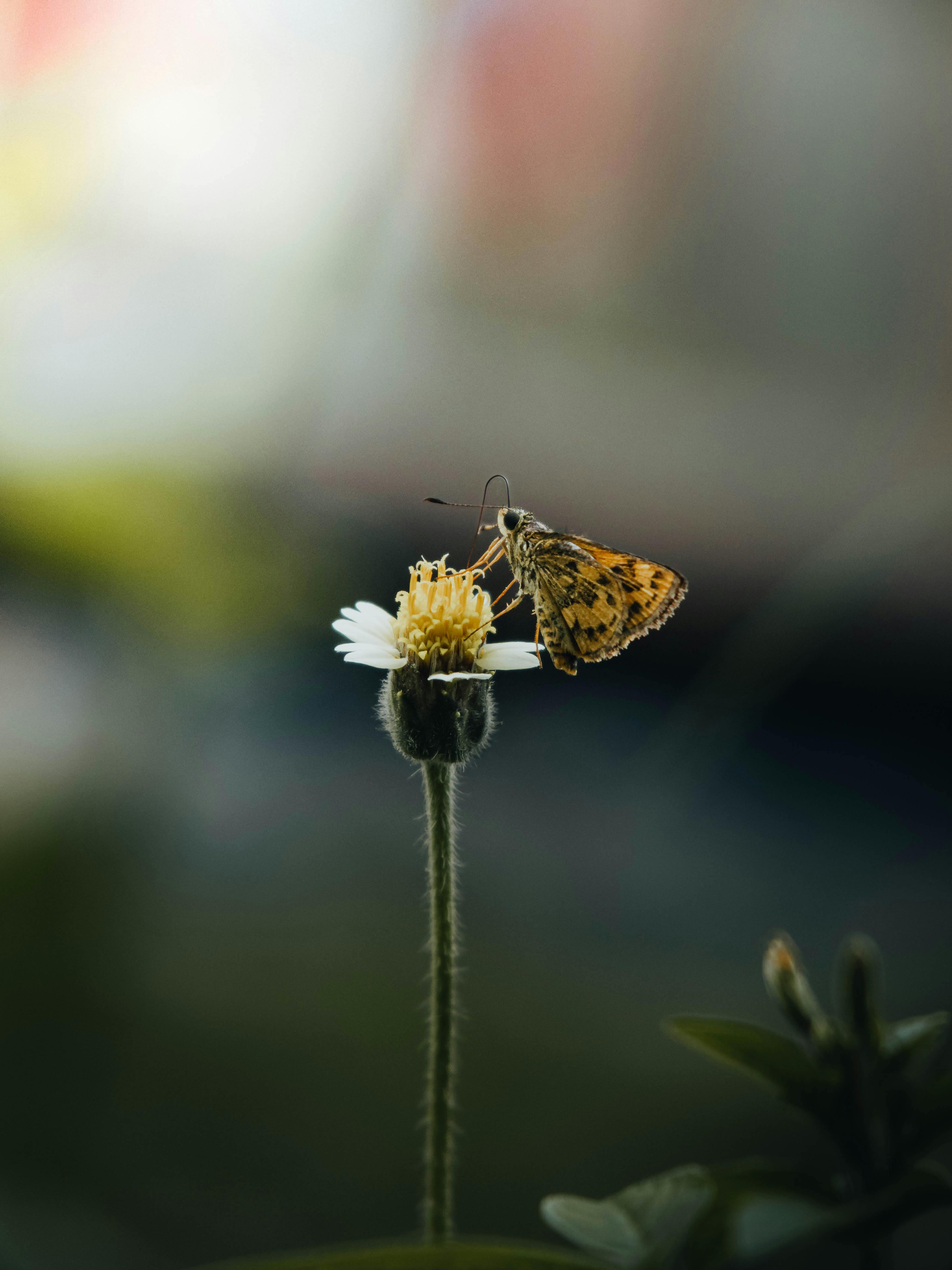 Detailed shot of a brown butterfly on a white flower capturing natural beauty outdoors.