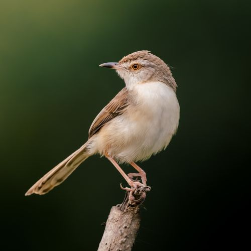 Free Close-up photo of an Ashy Prinia perched on wood in Purbasthali, West Bengal. Stock Photo