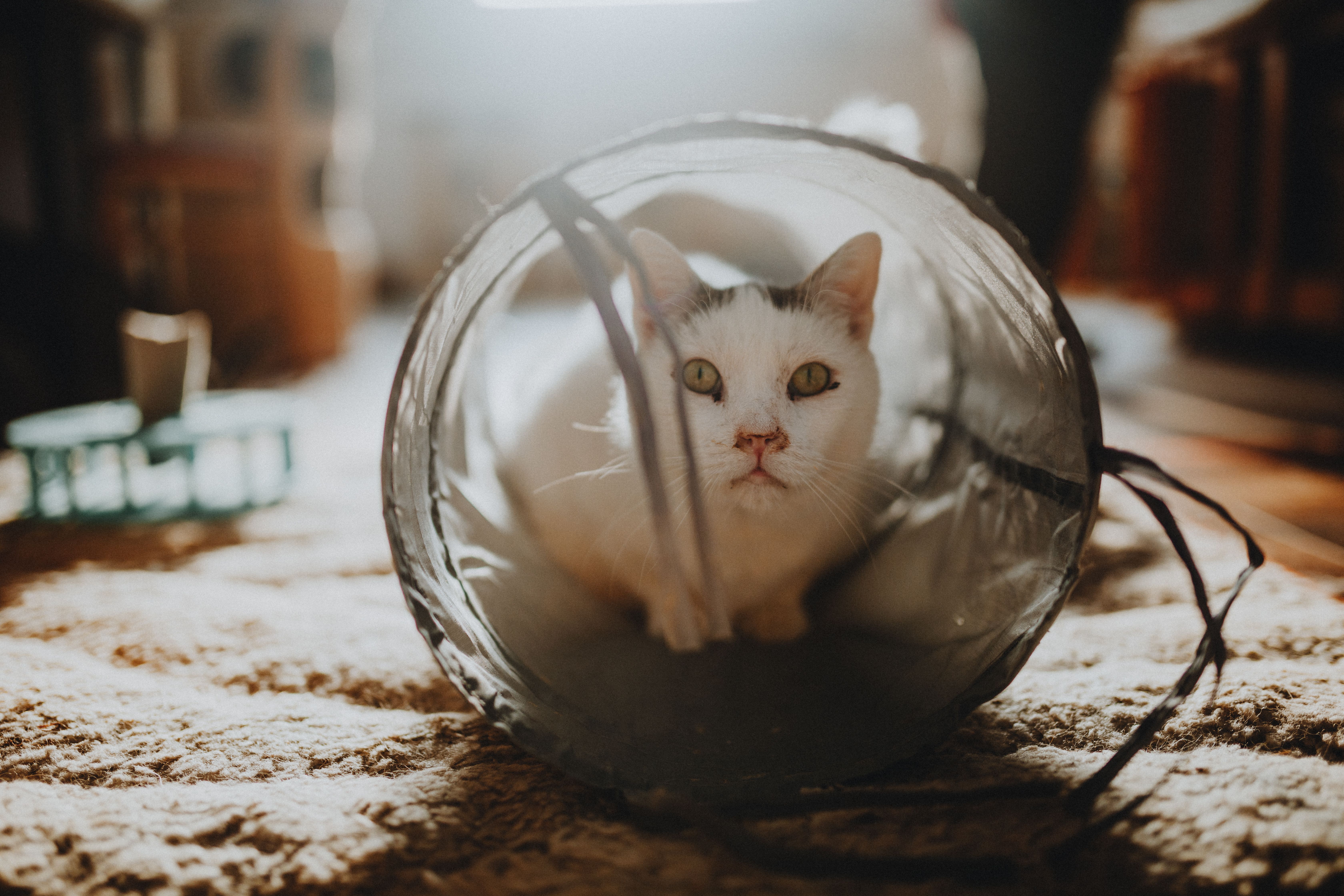 Best Cat Tunnels 2026