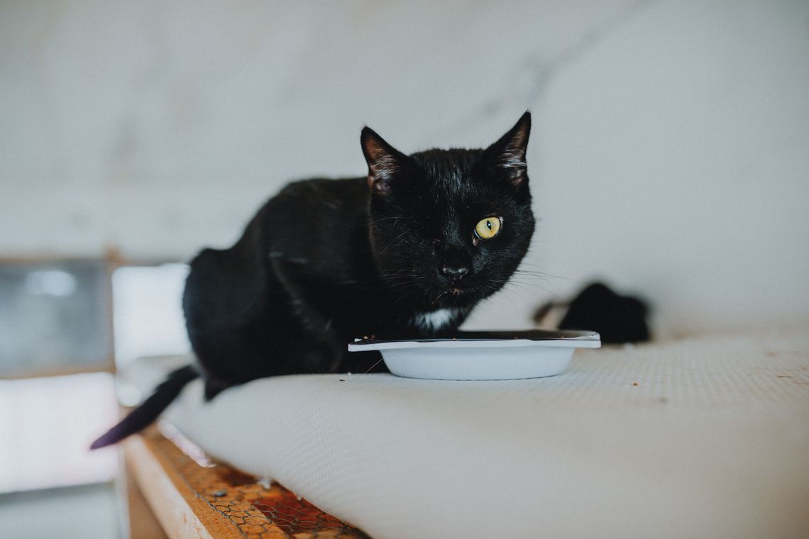 Black cat enjoying food from a bowl in a home setting