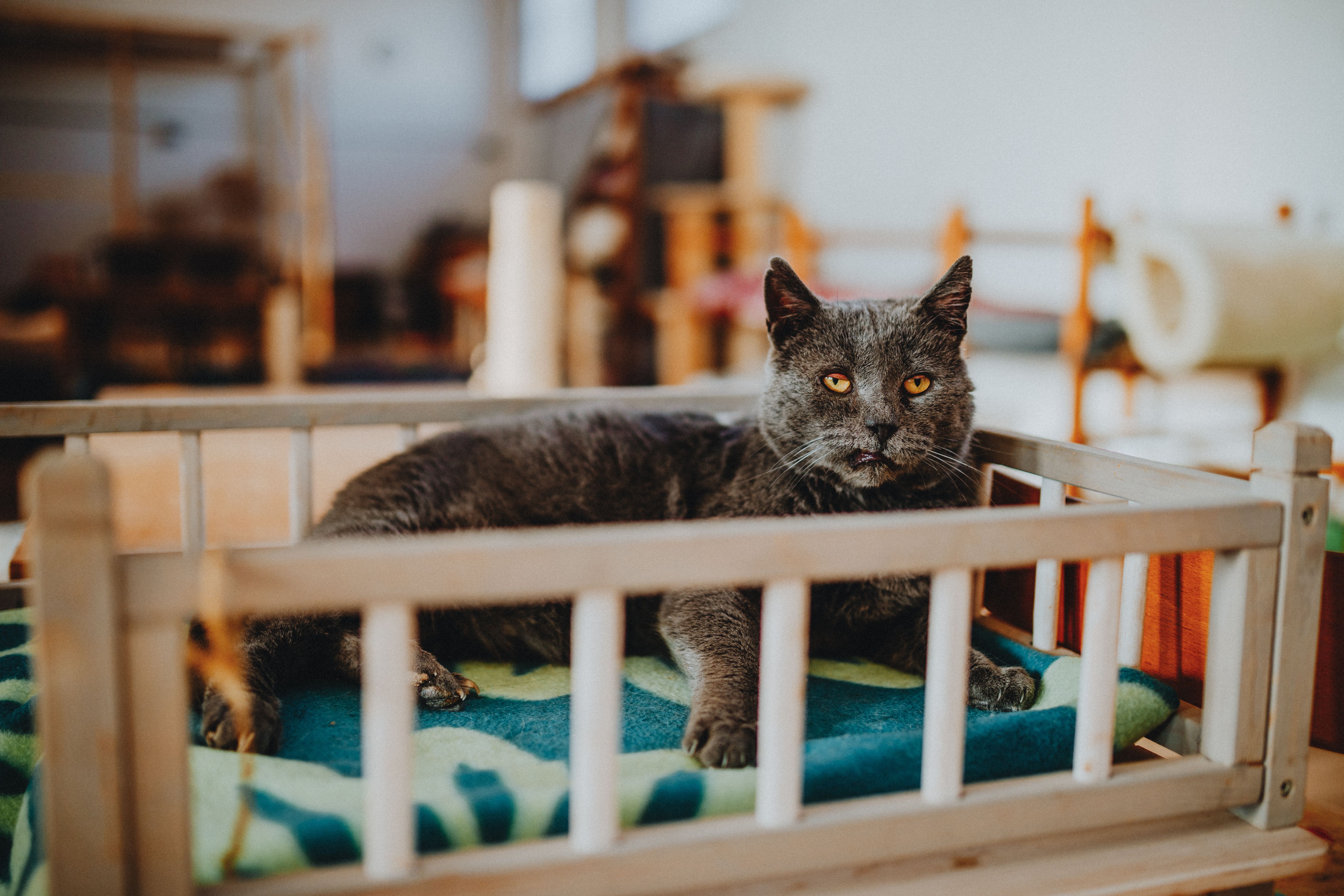 How to Create the Best Pet Zone for Your Furry Friends