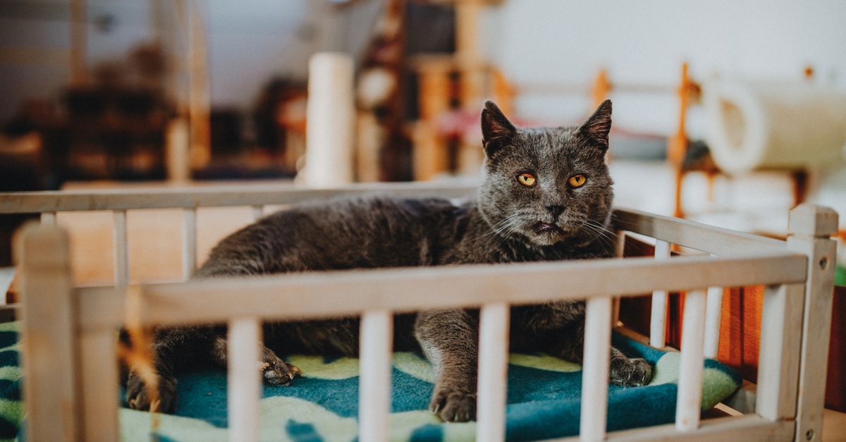 How to Create the Best Pet Zone for Your Furry Friends