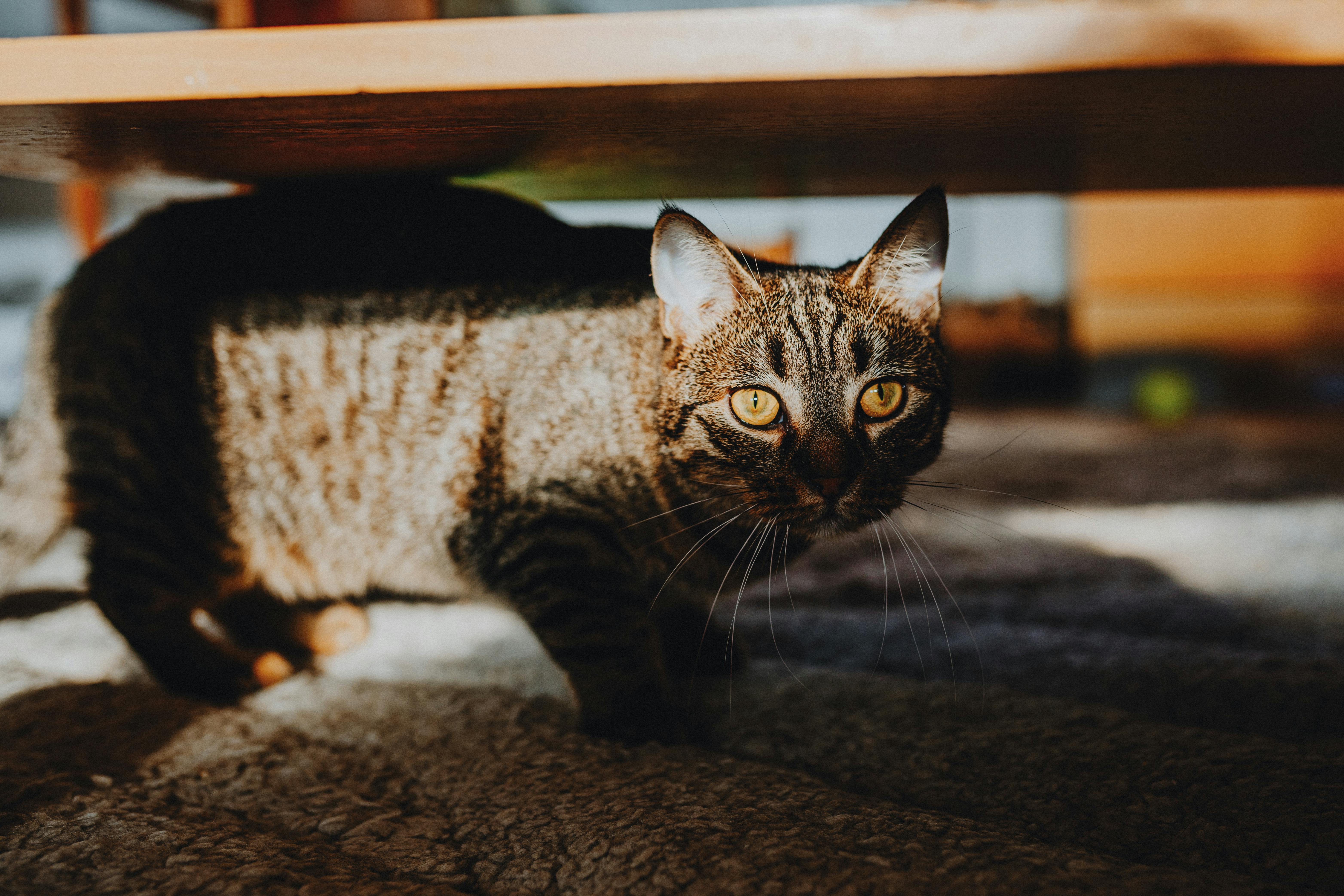 症状別・年齢別おすすめDHC猫用サプリの選び方
