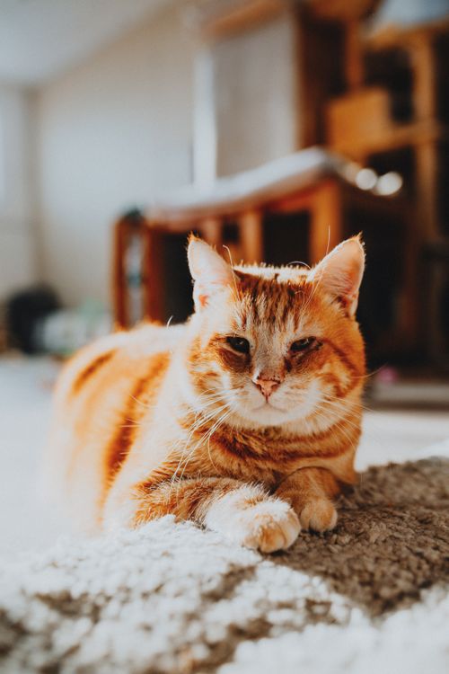 Free A ginger cat rests comfortably on a sunlit carpet, creating a cozy indoor atmosphere. Stock Photo