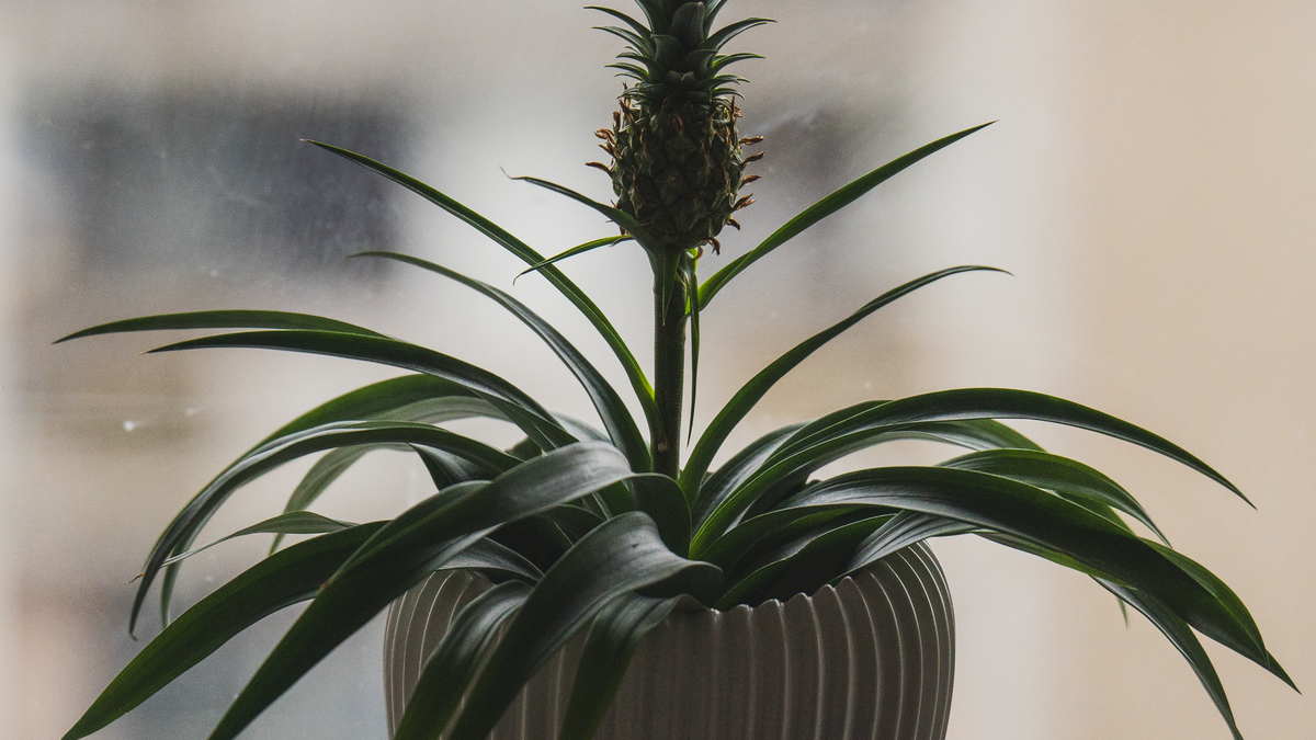 Comment bien choisir ses plantes dintérieur en 2026 - illustration