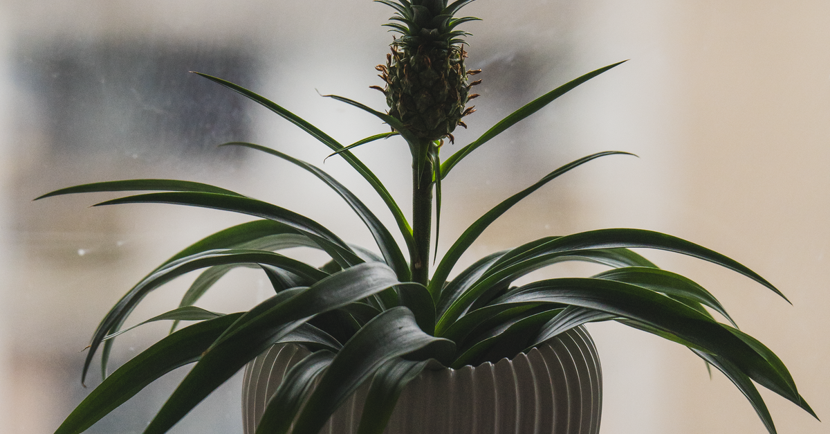 Planta De Piña Decorativa En Maceta Moderna · Foto de stock gratuita