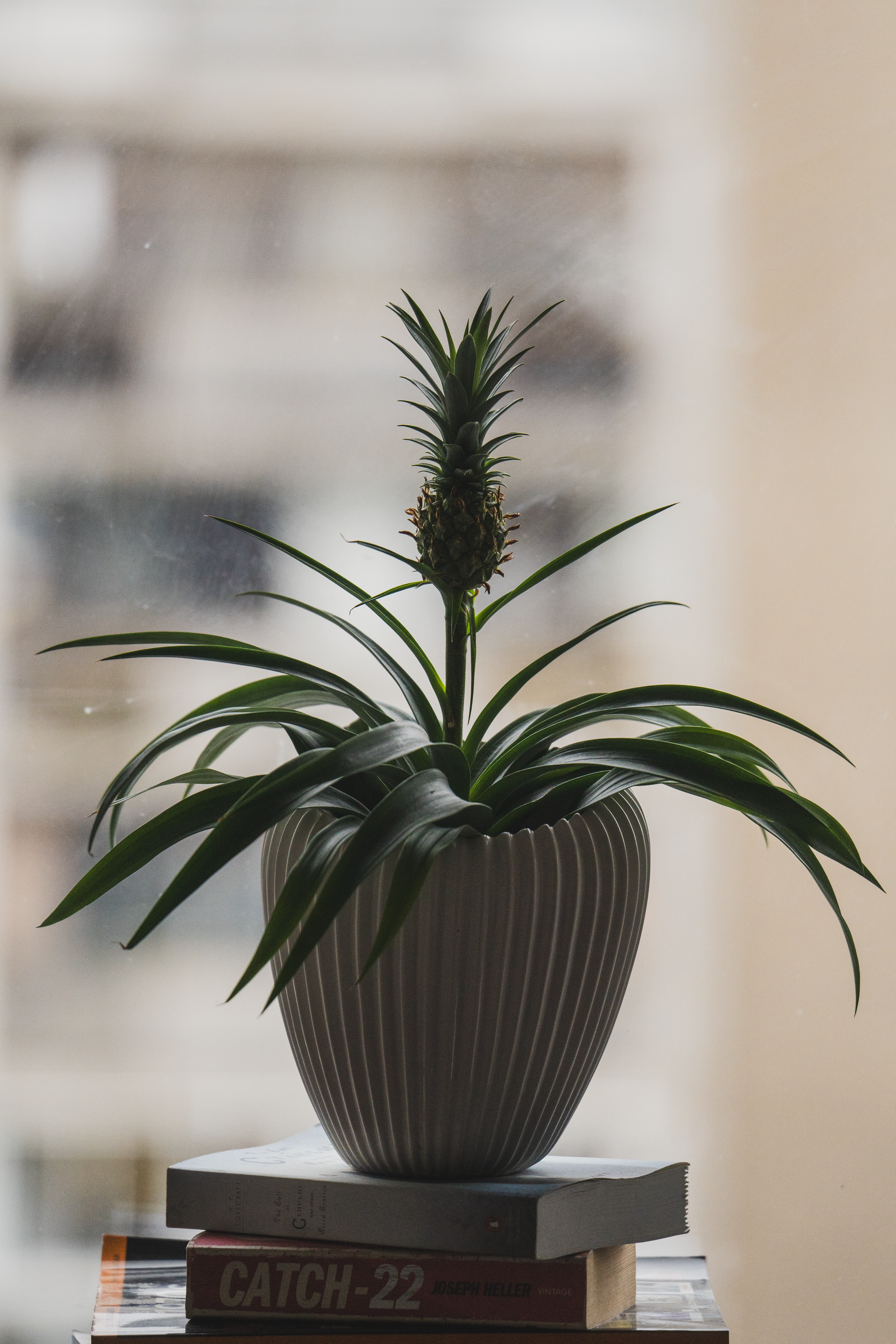 Plante D'ananas Décorative Dans Un Pot Moderne · Photo gratuite — free download
