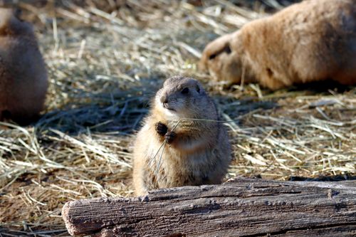 Free A prairie dog munching on grass in its natural habitat, captured during the day. Stock Photo