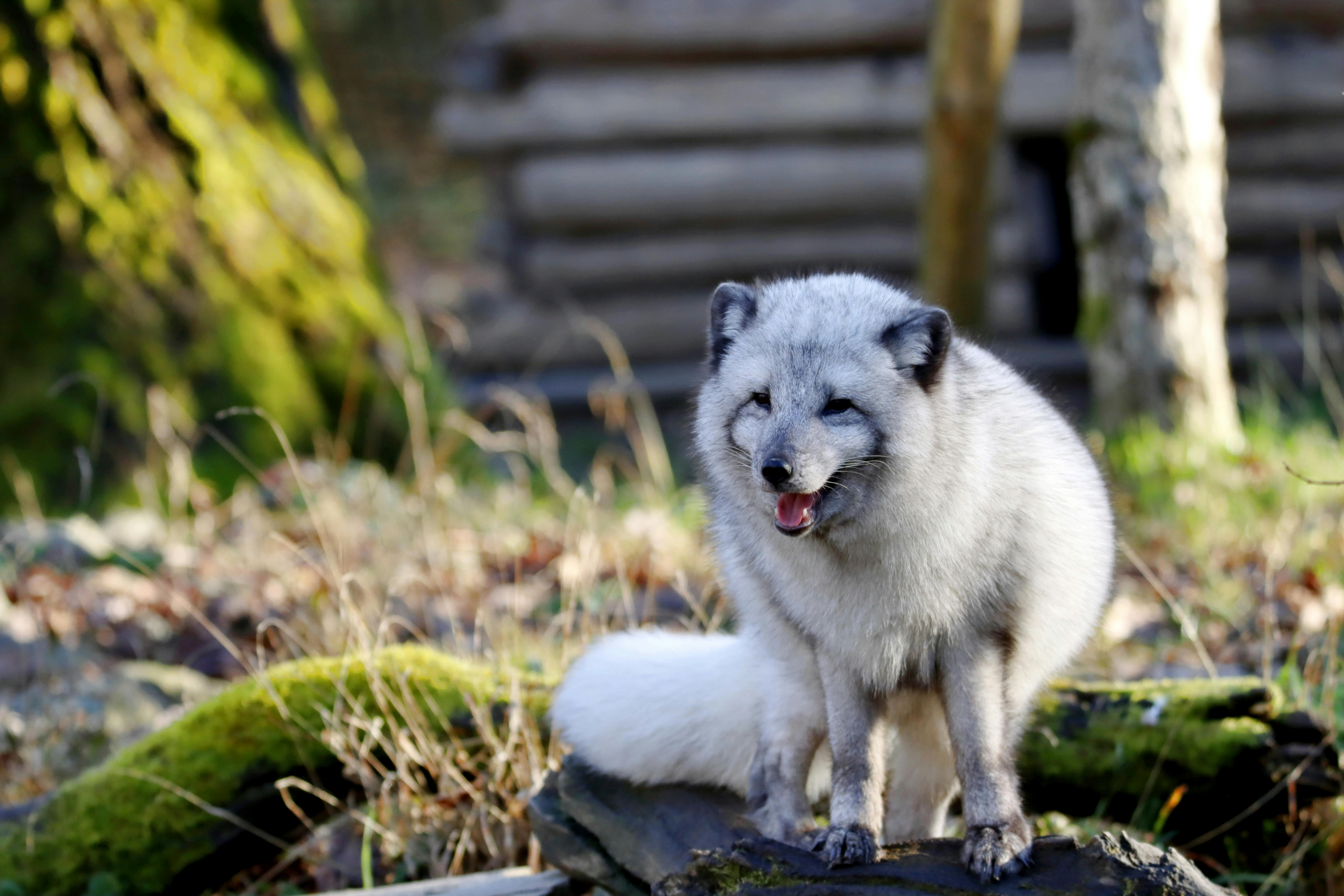 Close-up of a fluffy arctic fox among autumn foliage, showcasing its natural beauty.