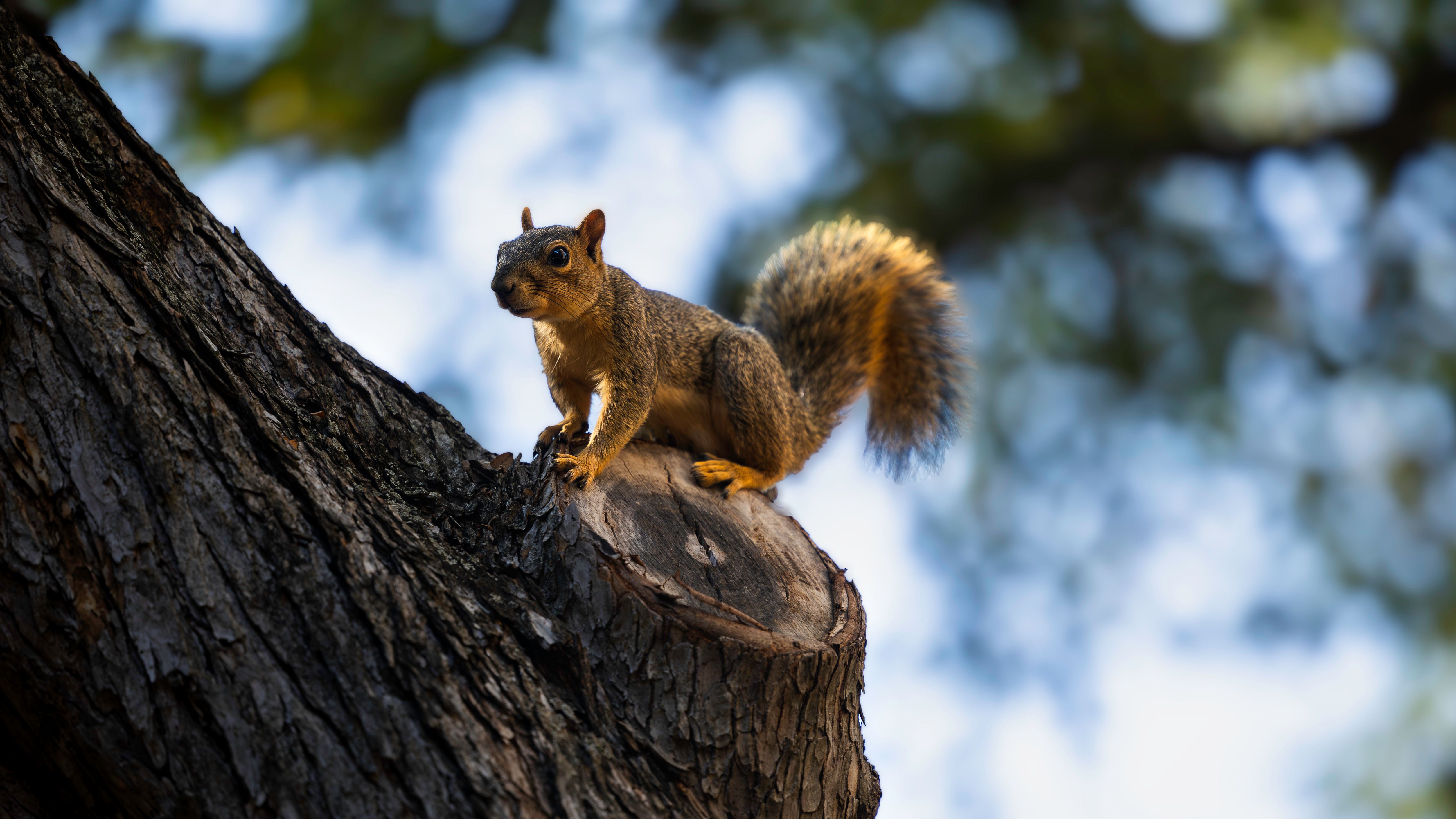 SEO For Tree Service Companies in Austin, TX