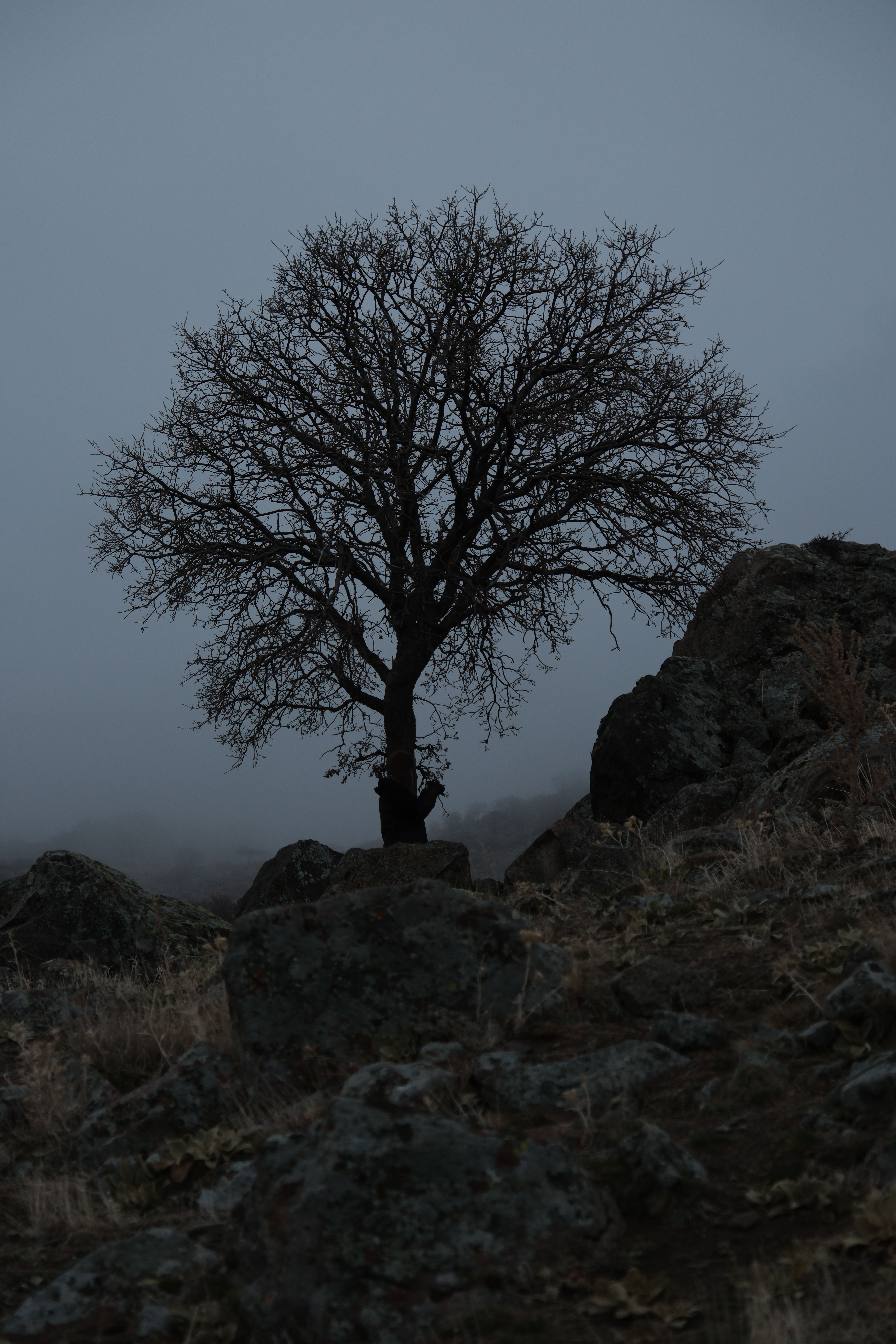 Calachuchi Tree Photos, Download The BEST Free Calachuchi Tree Stock ...