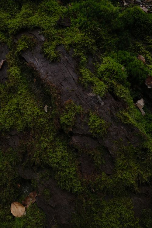 Free Close-up of vibrant green moss covering tree bark, showcasing lush forest details. Stock Photo