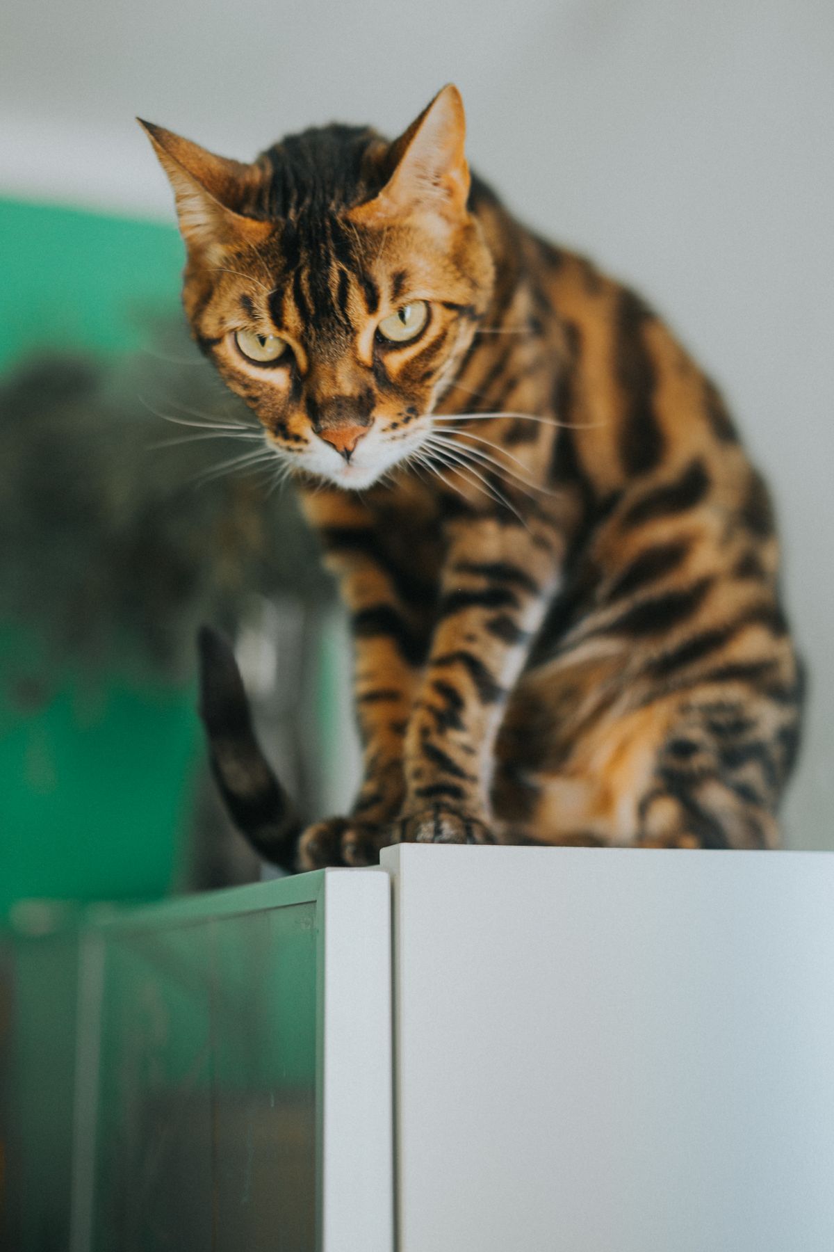 Chat bengal à la robe tachetée assis en hauteur