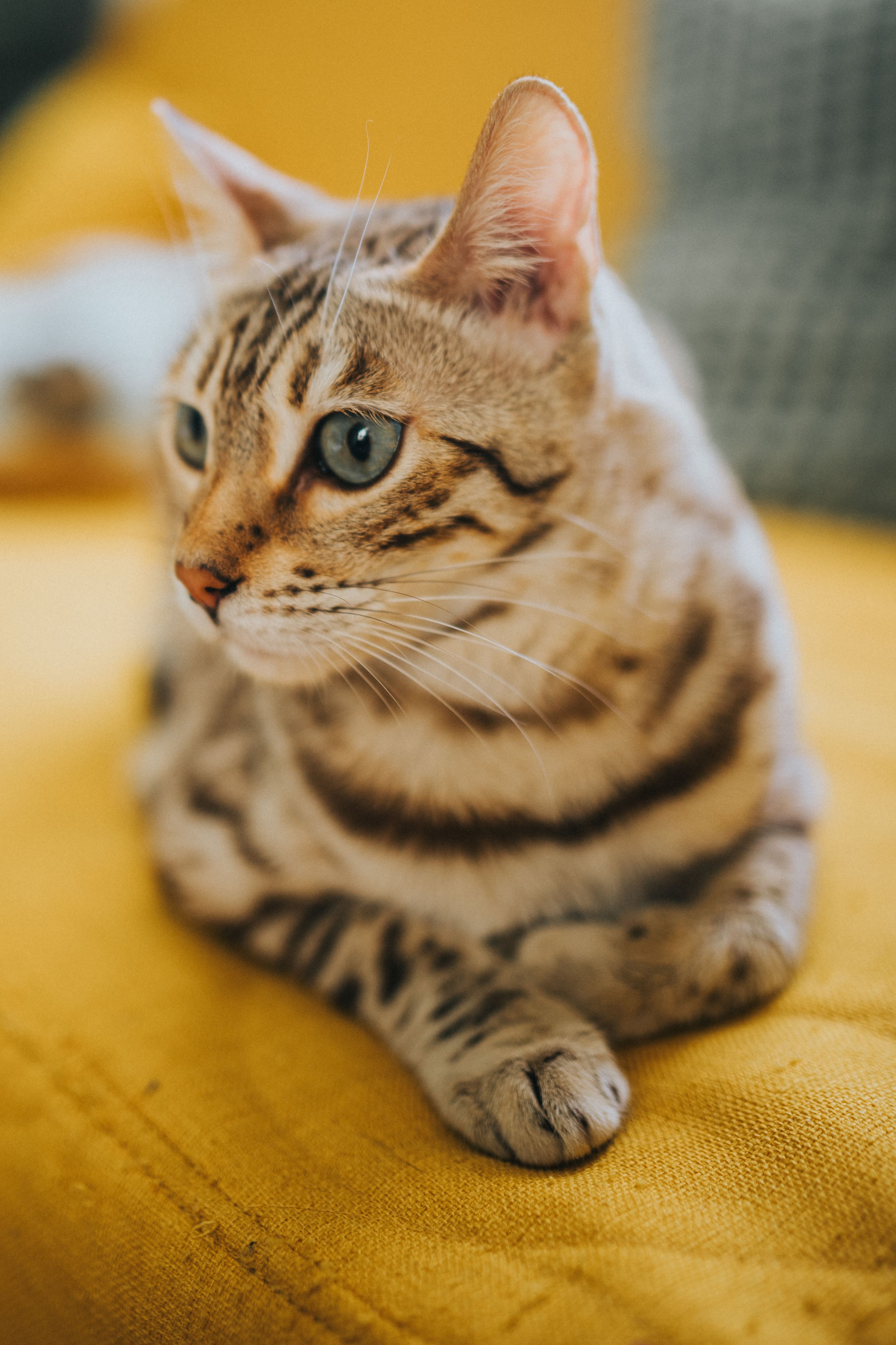 Close-up of a Bengal cat resting on a vibrant yellow sofa, showcasing sleek coat and striking blue eyes.