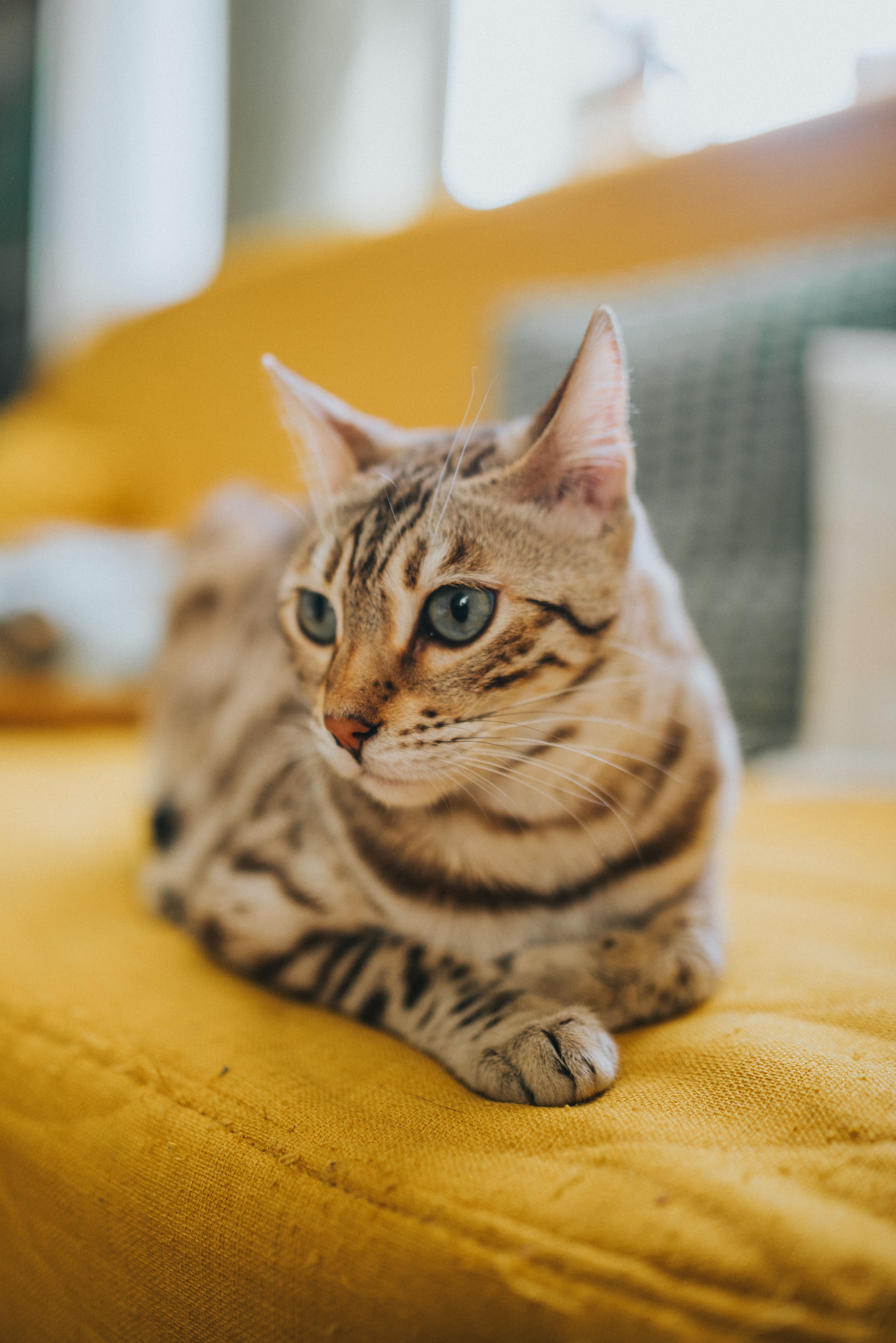 A striking Bengal cat with distinctive fur pattern lounging on a vibrant yellow sofa indoors.