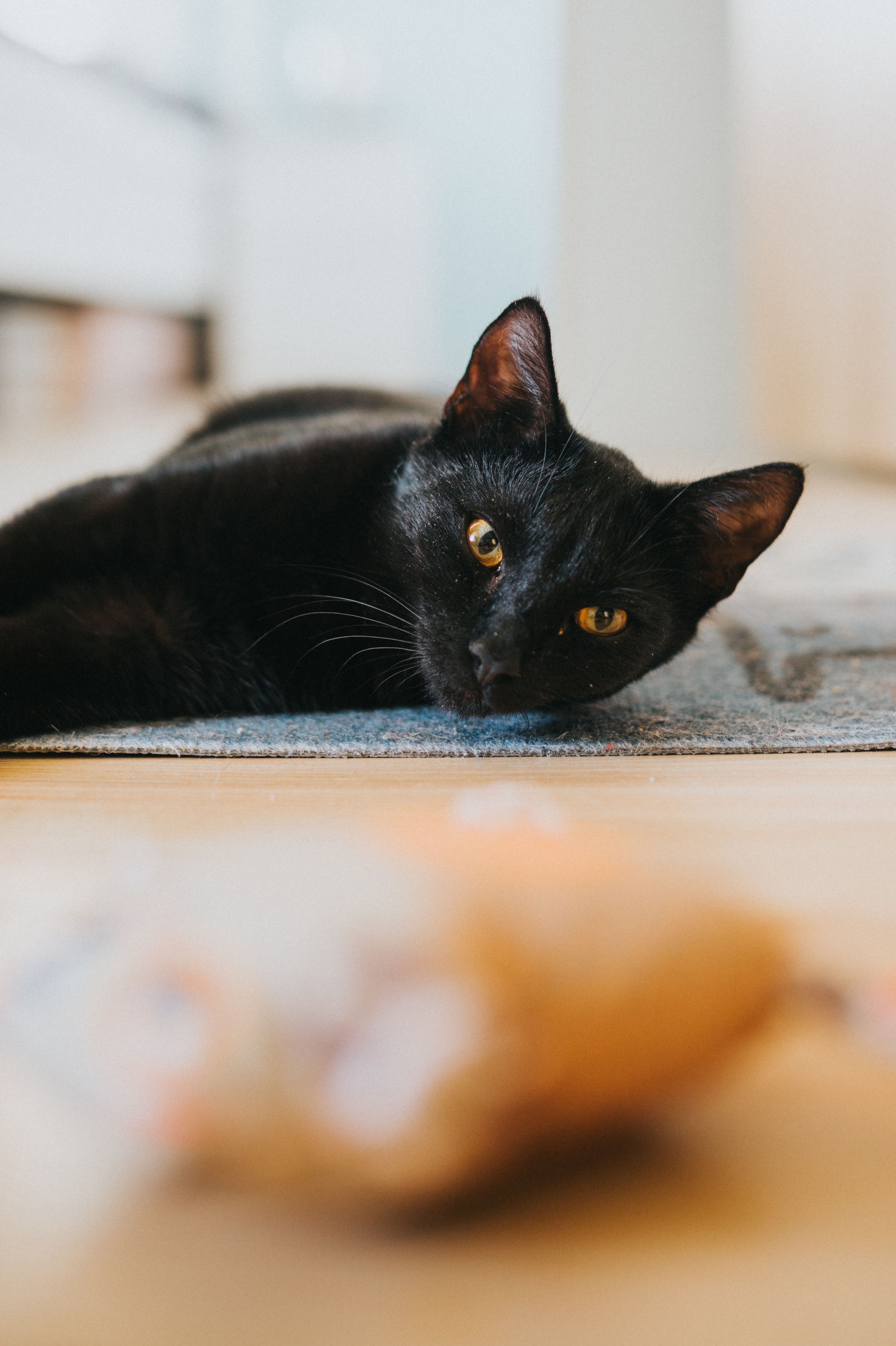 Close-up of Relaxed Black Cat on Rug · Free Stock Photo
