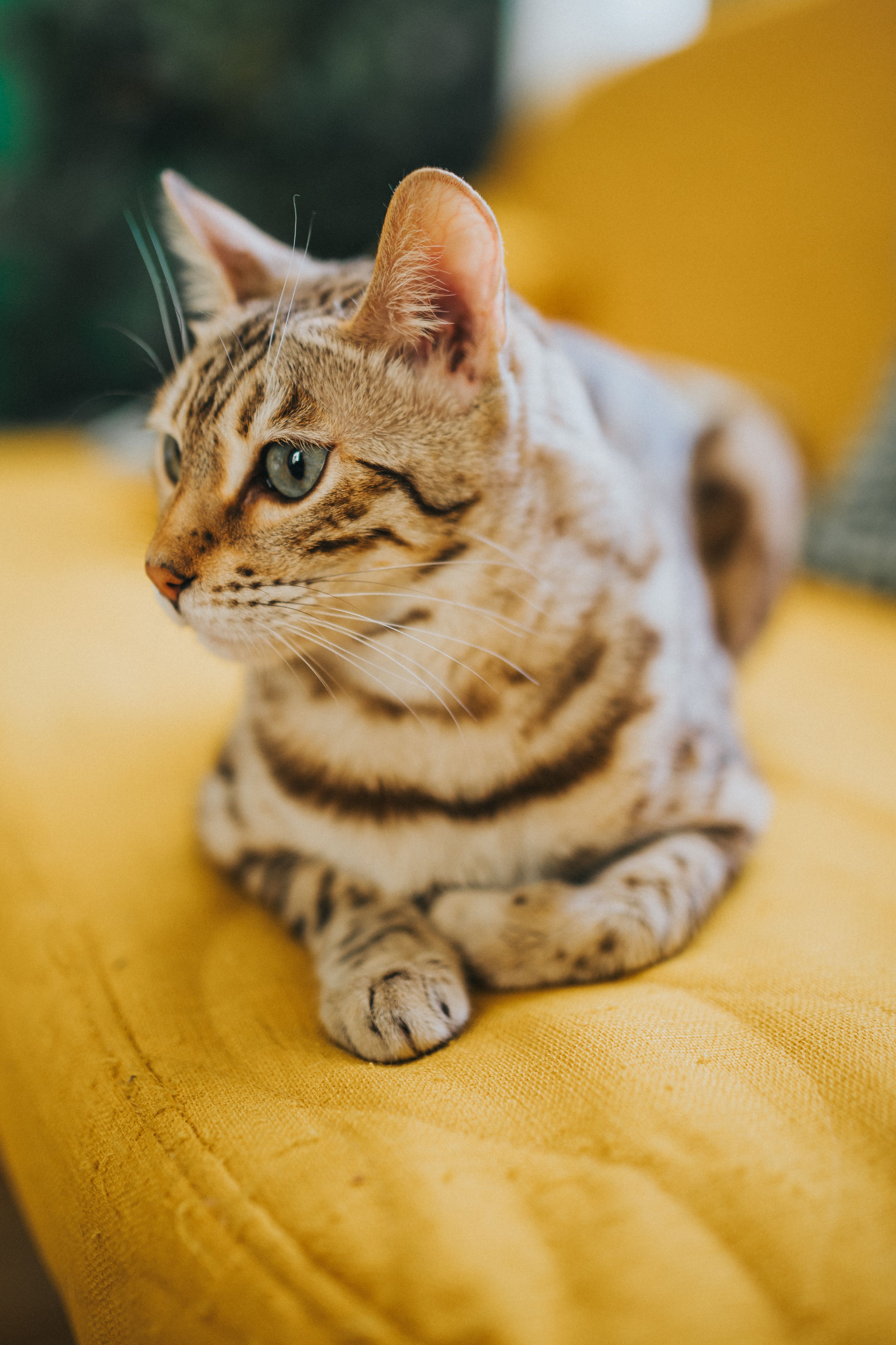 Close-up of a Bengal cat resting on a yellow couch, showcasing its distinct markings and blue eyes.