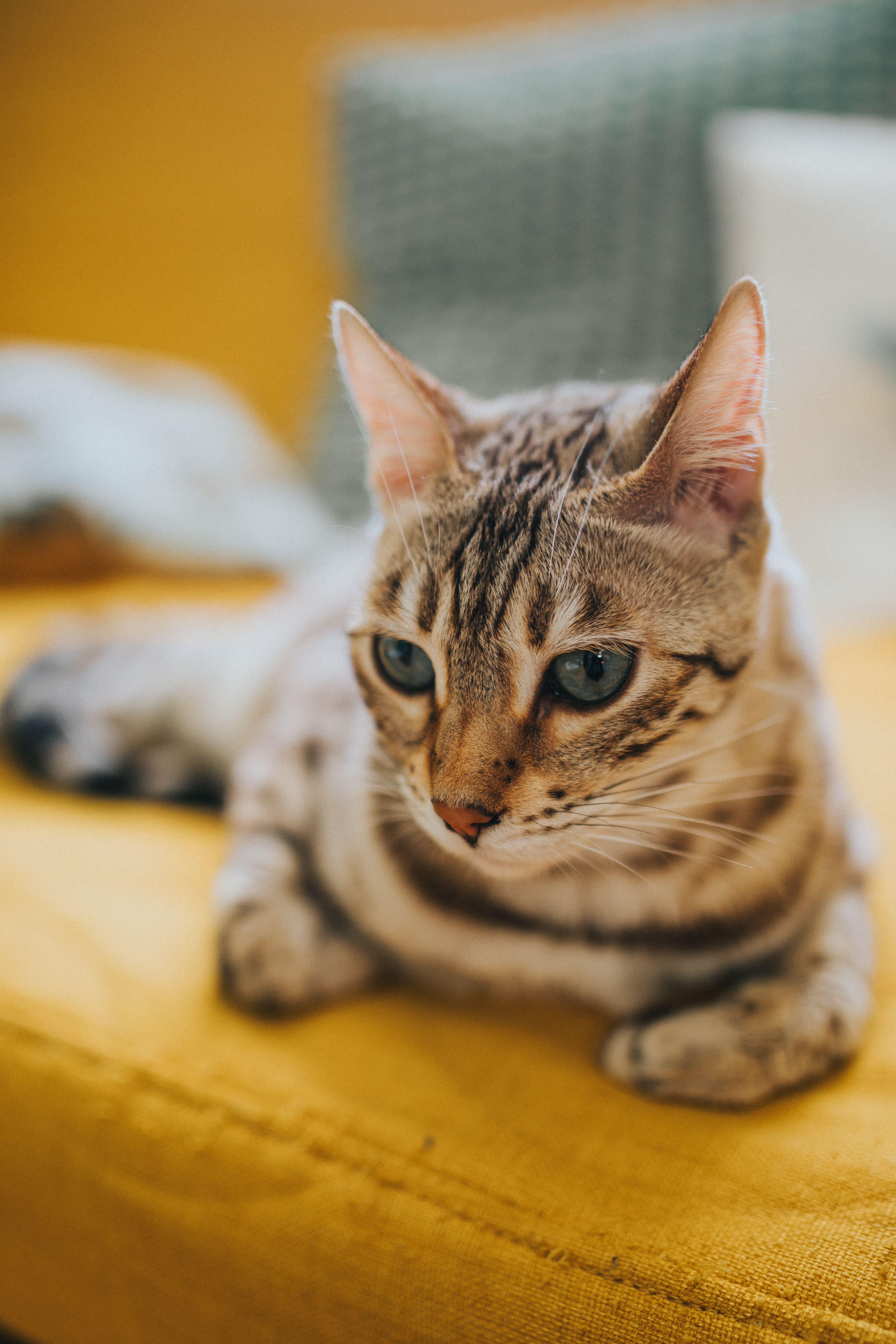 A Bengal cat relaxing on a yellow couch indoors with cushions in the background.