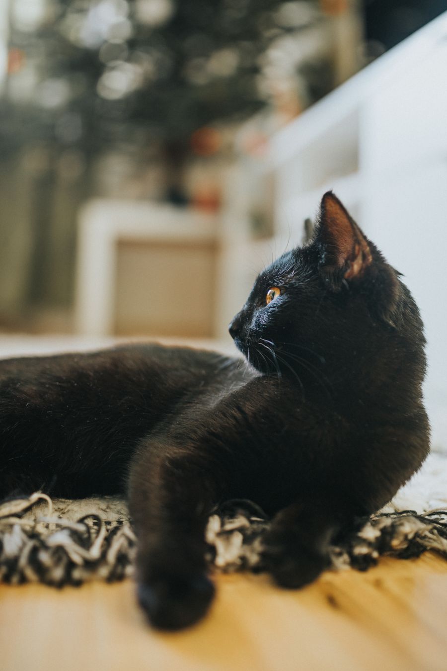 Relaxed cat resting calmly indoors close up