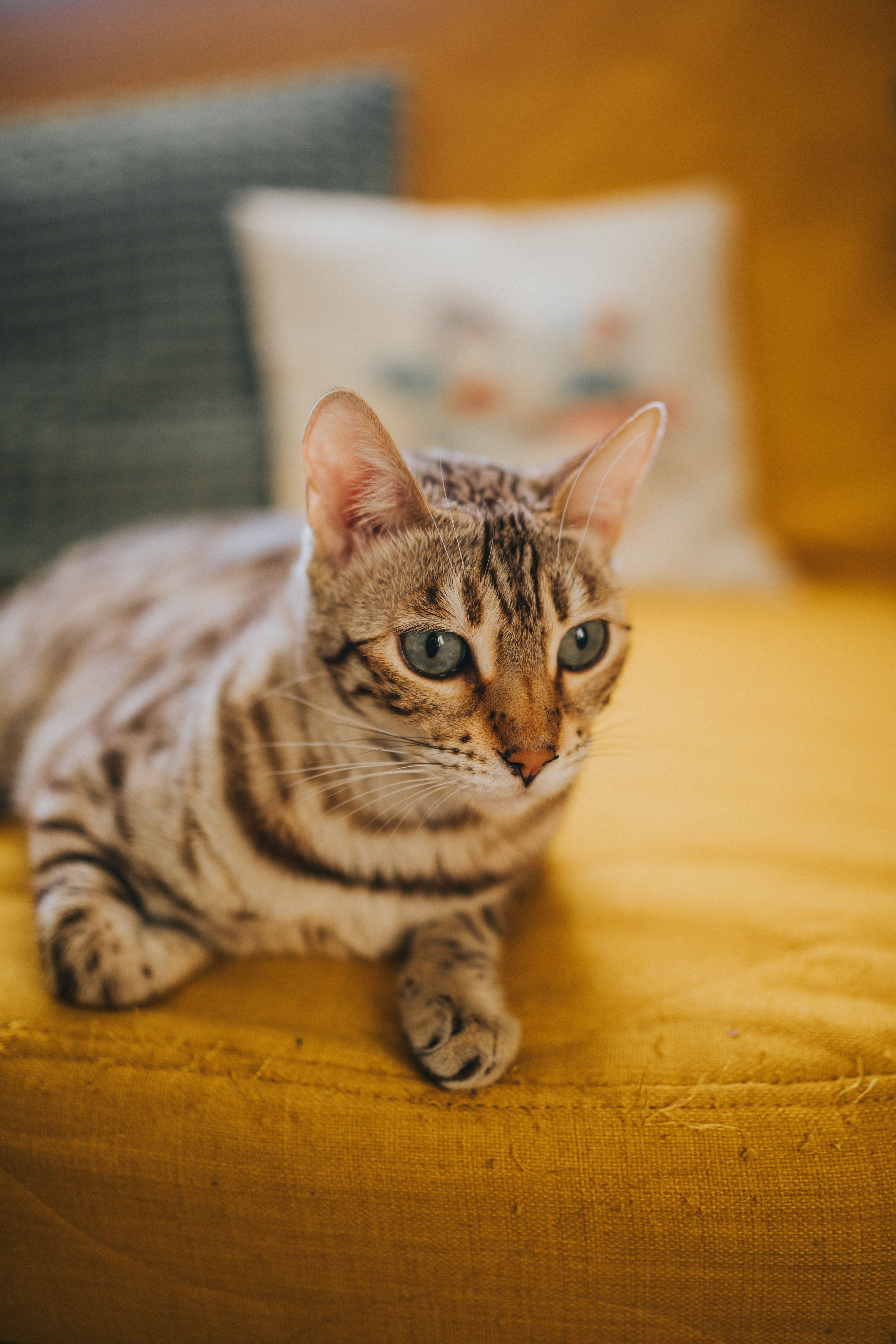 Free Charming Bengal cat with striking blue eyes resting on a vibrant yellow sofa indoors. Stock Photo