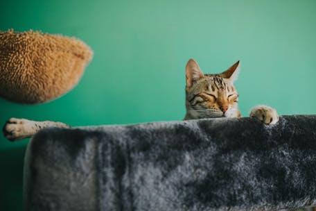 A tabby cat peacefully resting on a soft, gray couch indoors with a green backdrop.