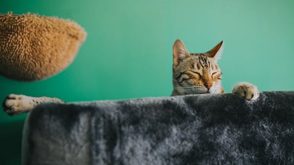 A tabby cat peacefully resting on a soft, gray couch indoors with a green backdrop.