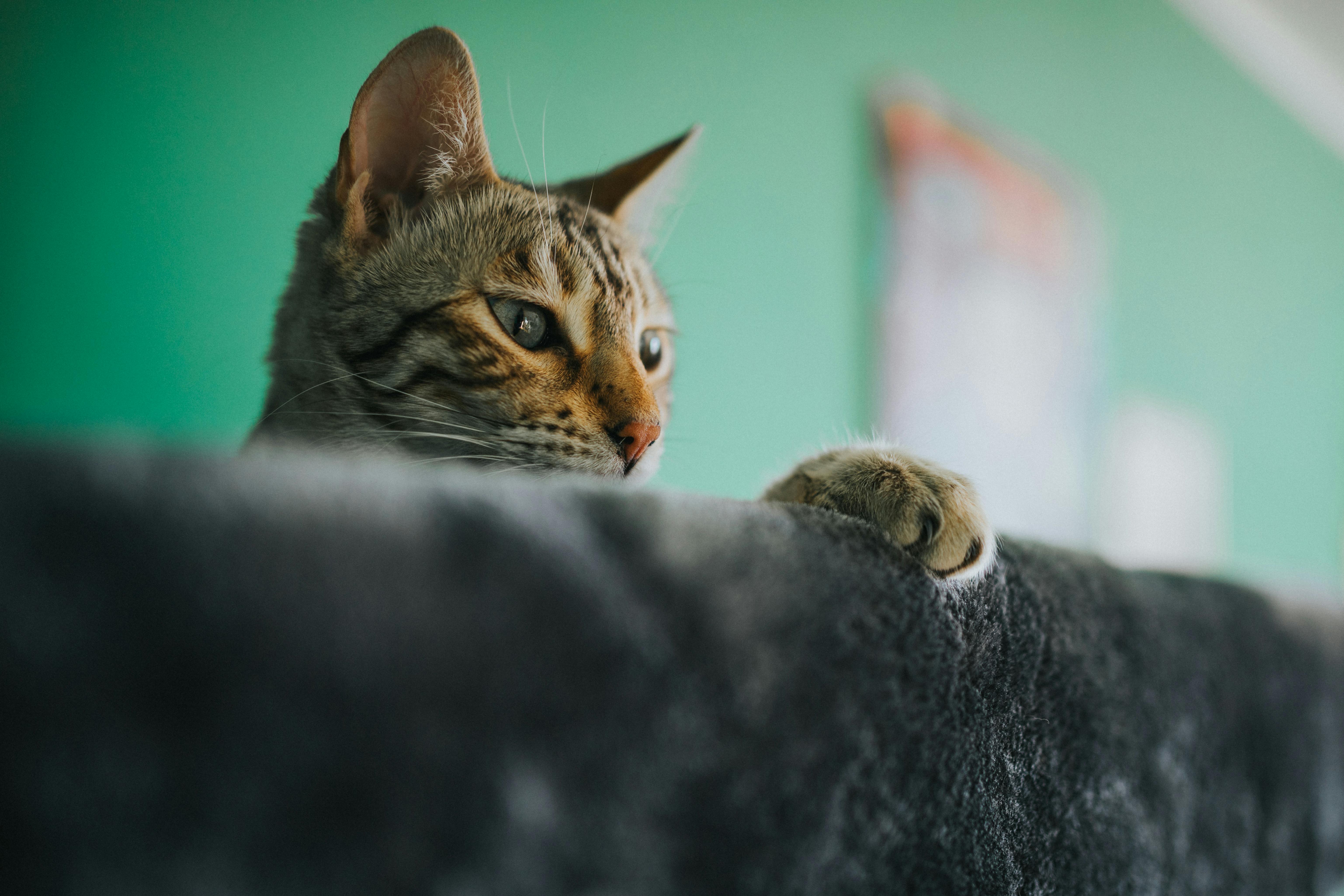 A close-up of a curious tabby cat peering over a ledge, indoors.