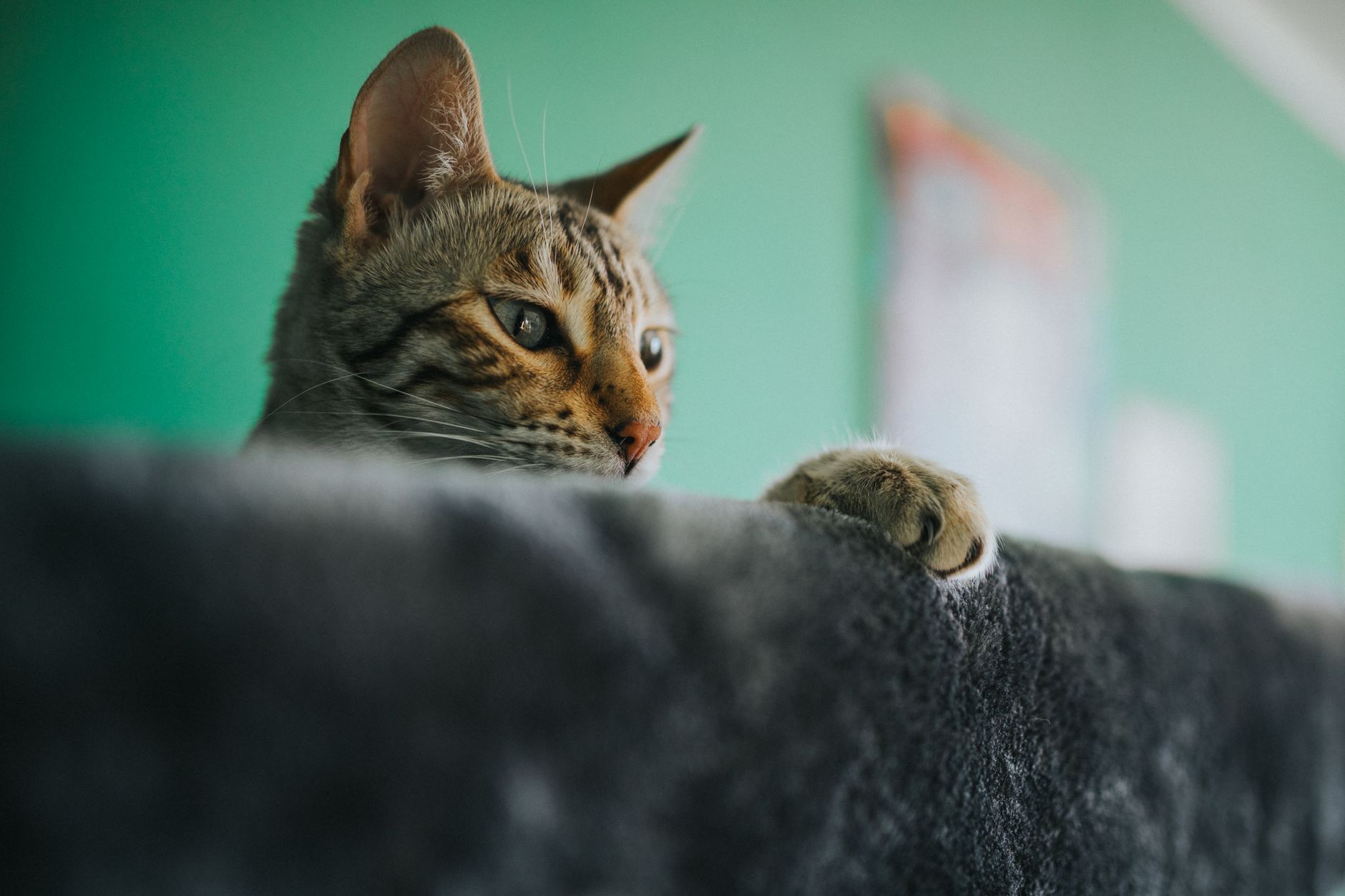 Veterinary care for a cat