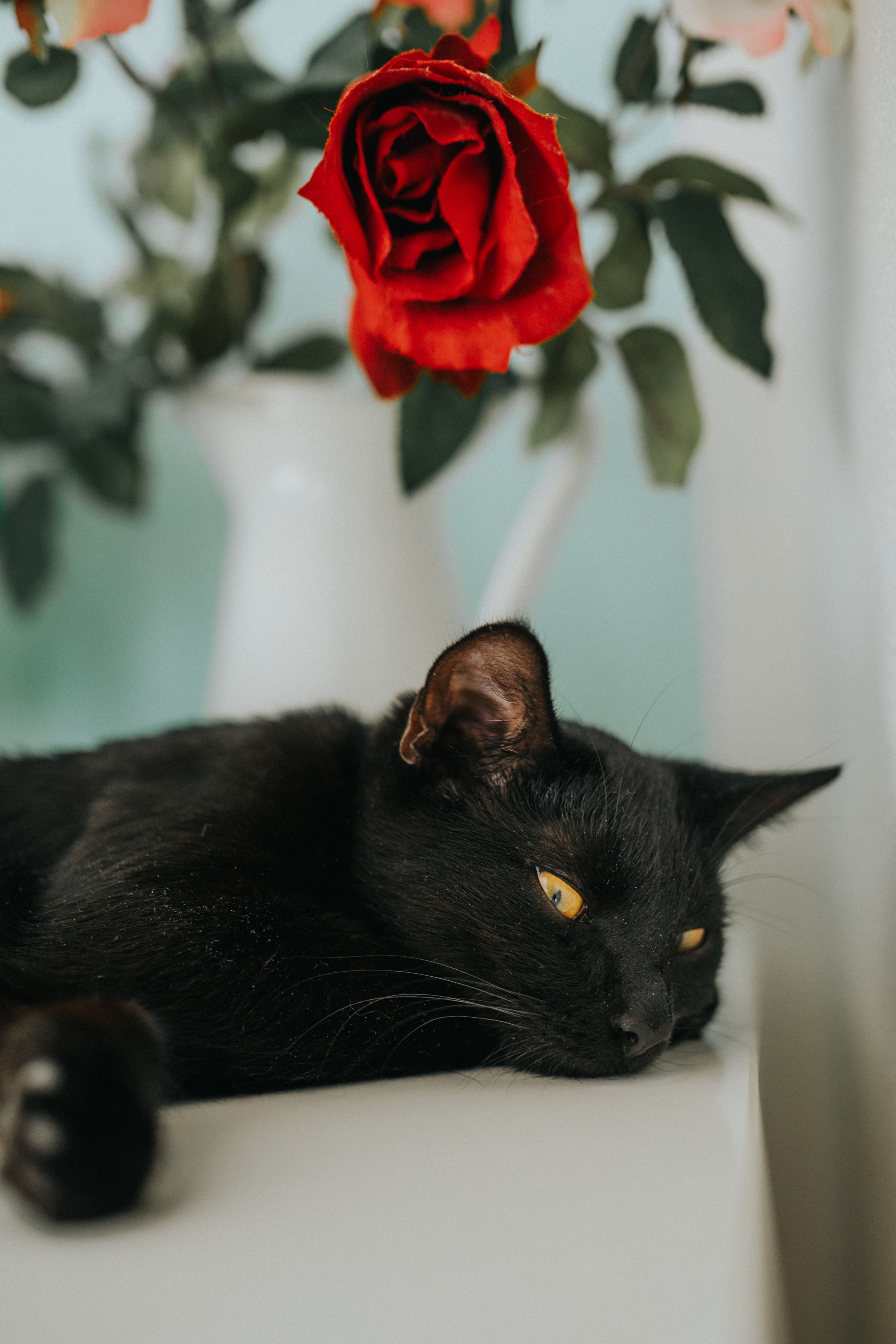 Black Cat Resting Beside Vibrant Red Rose Indoors · Free Stock Photo