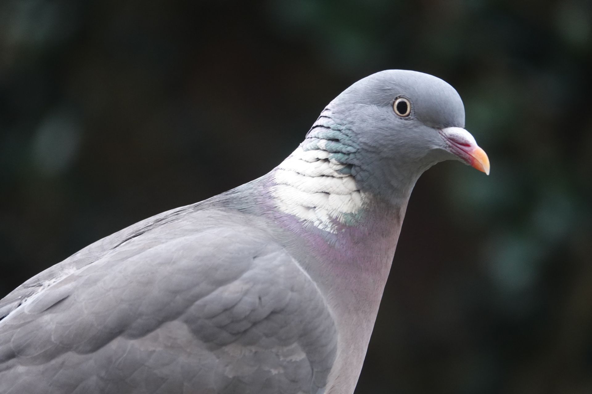 Detailed view of a wood pigeon showing plumage and beak against a soft background.