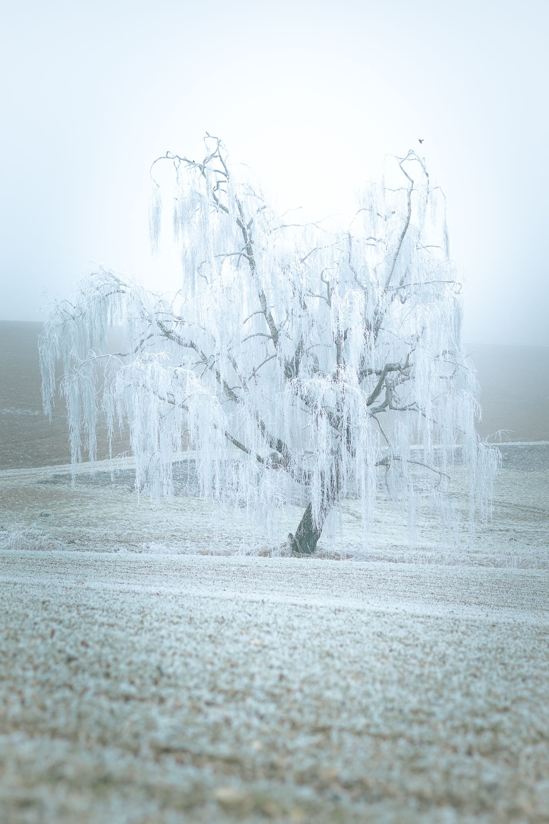 A solitary tree covered in frost stands in a misty winter landscape.