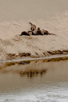 河边的沙丘上，一群水獭正在休息，呈现出一片宁静的自然风光