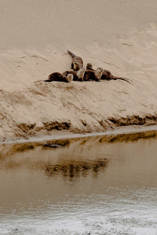 Seals Near Water