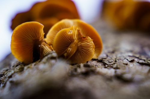 Free Macro shot of orange mushrooms growing on tree bark, showcasing natural detail. Stock Photo