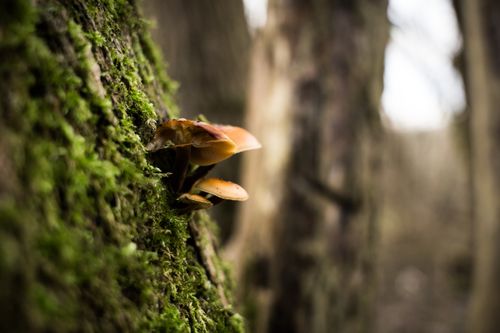 Free A detailed shot of mushrooms growing on moss-covered tree bark in a forest. Stock Photo