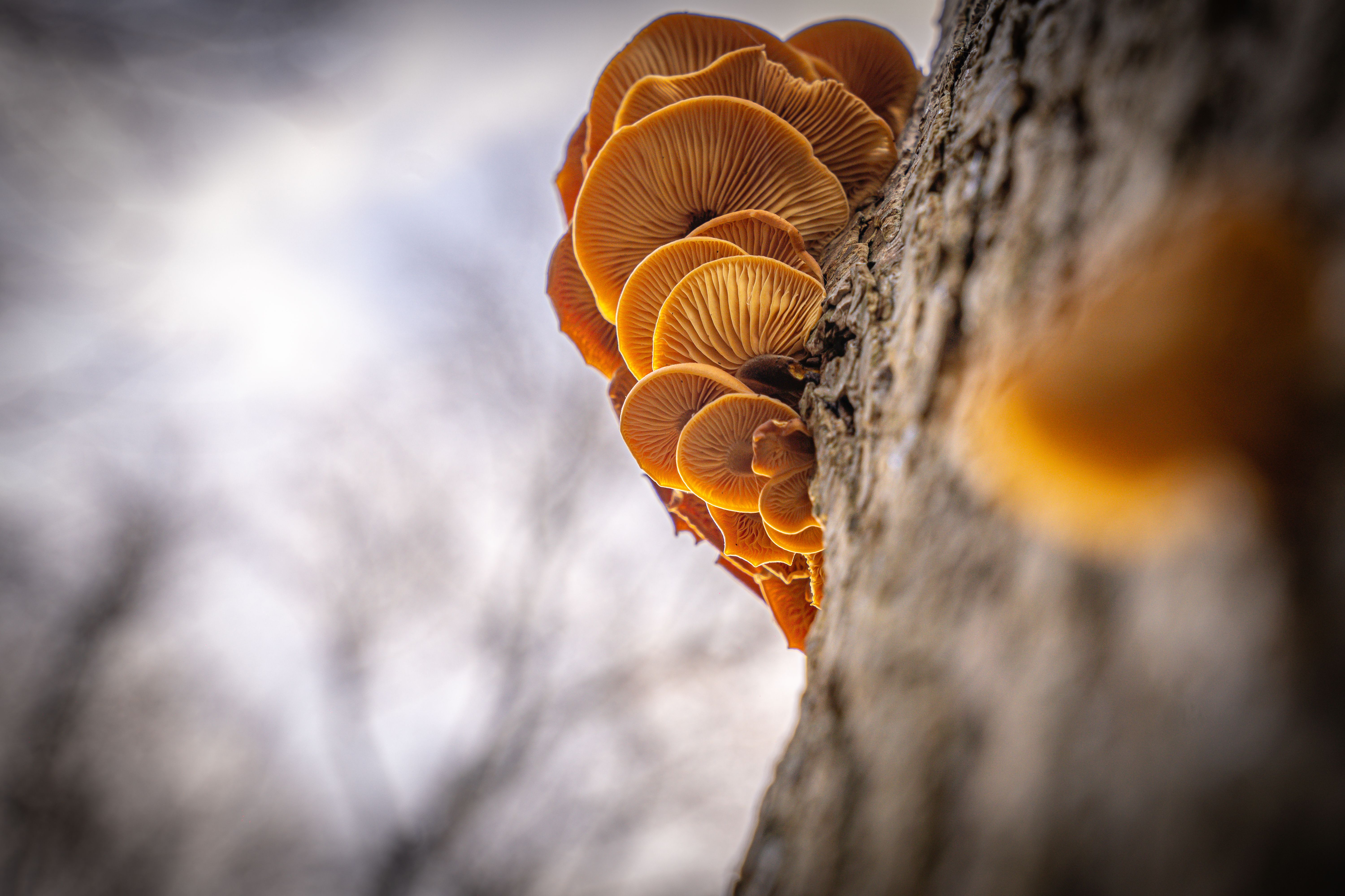 Fungi Fano Photos, Download The BEST Free Fungi Fano Stock Photos & HD ...