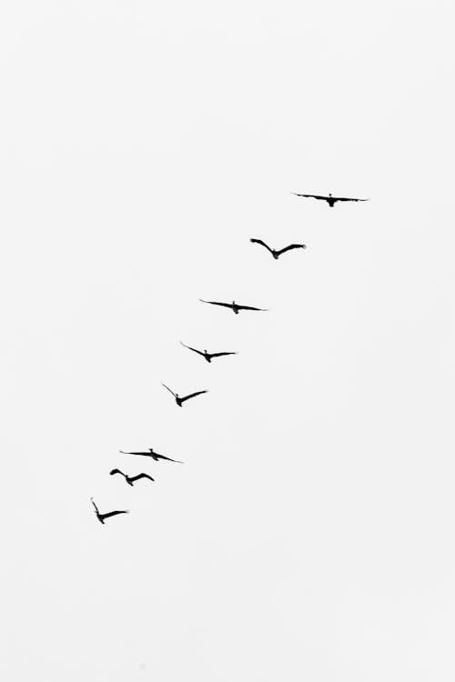 Flock of Birds Flying in the Sky 