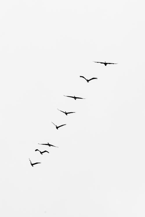 Bandada De Pájaros Volando En El Cielo