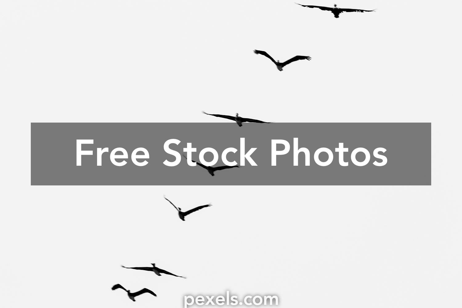 700+ Best Migration Photos · 100% Free Download · Pexels Stock Photos