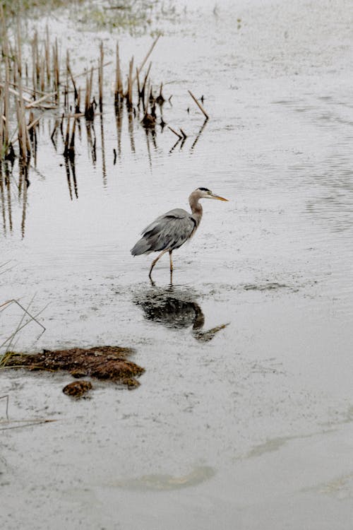 Ilmainen kuvapankkikuva tunnisteilla eläin, eläinkuvaus, everglades