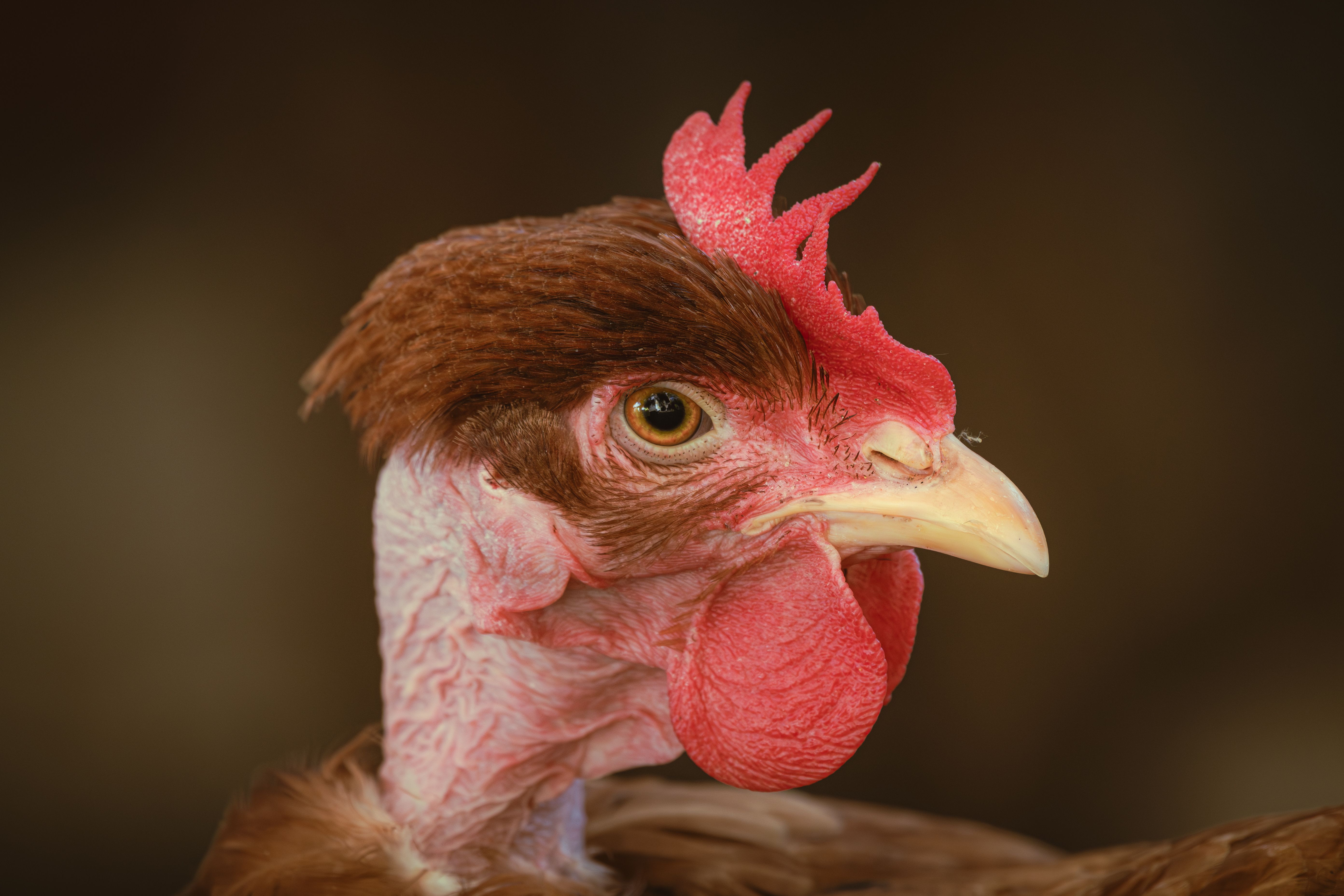 Topi Hen Photos, Download The BEST Free Topi Hen Stock Photos & HD Images