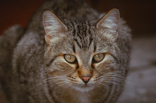 Free A captivating close-up of a tabby cat with striking eyes, capturing its intense gaze. Stock Photo