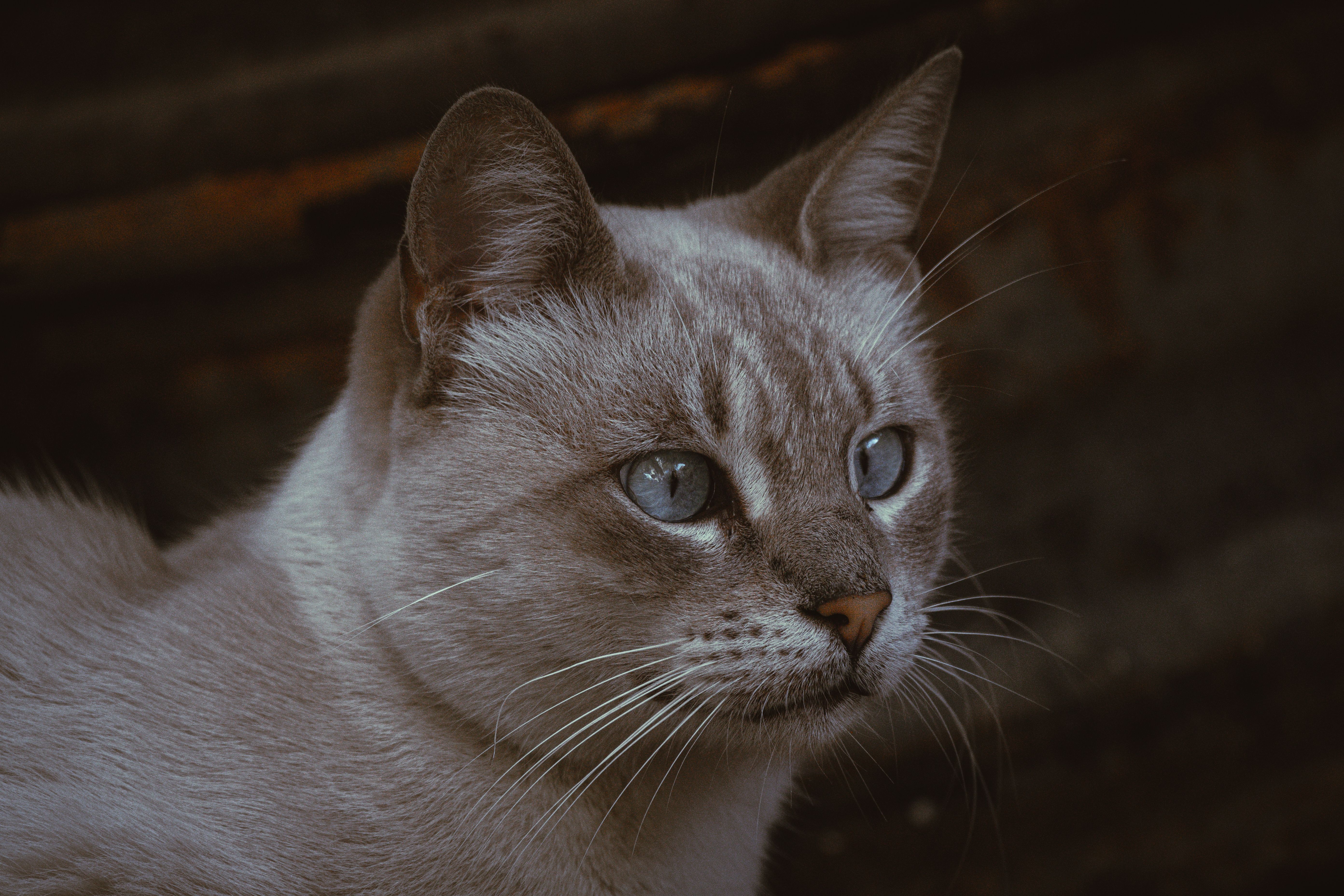 Portrait of a cat at a veterinary clinic