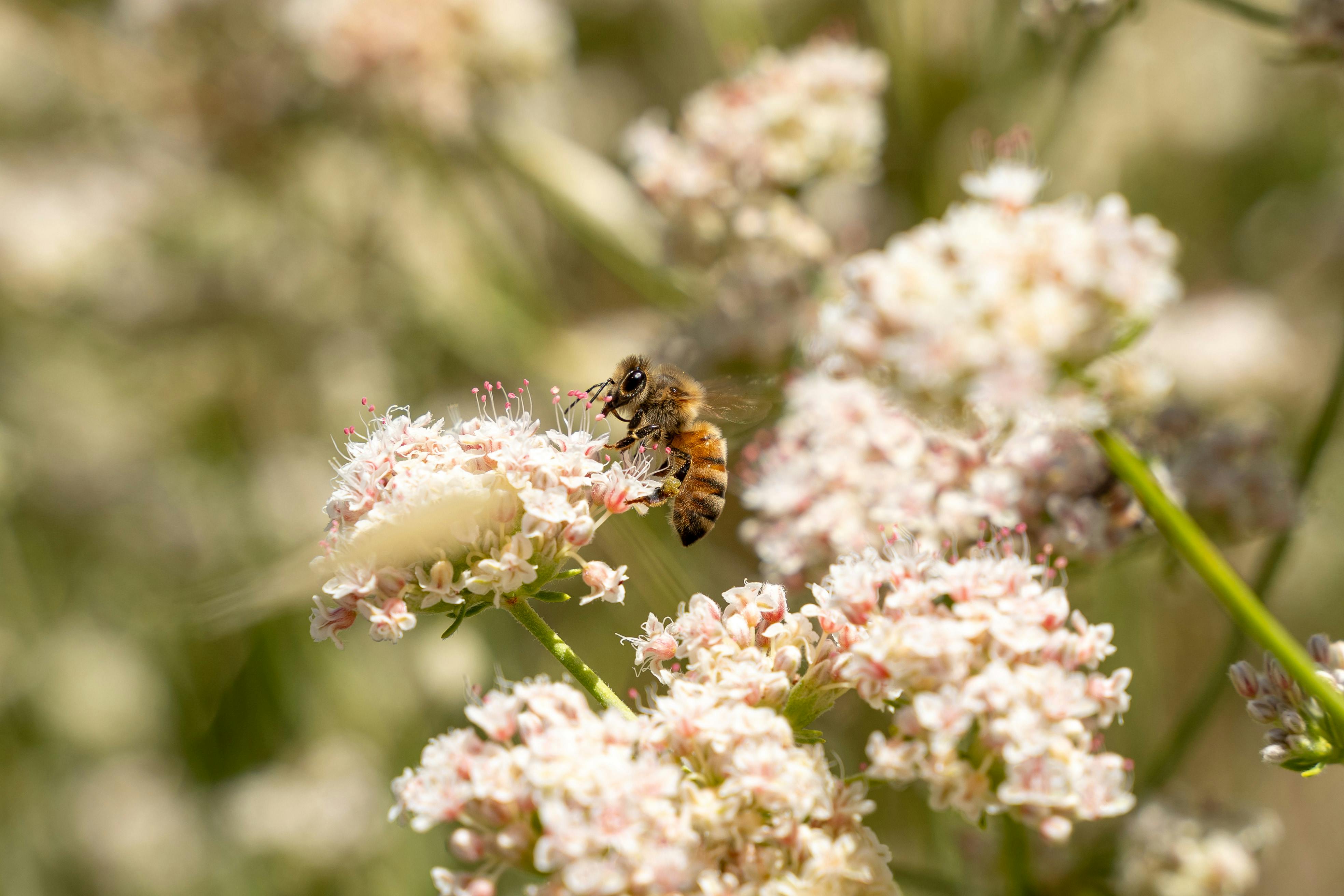 A close-up shot of a honeybee collecting nectar from delicate white flowers in a bright garden setting.