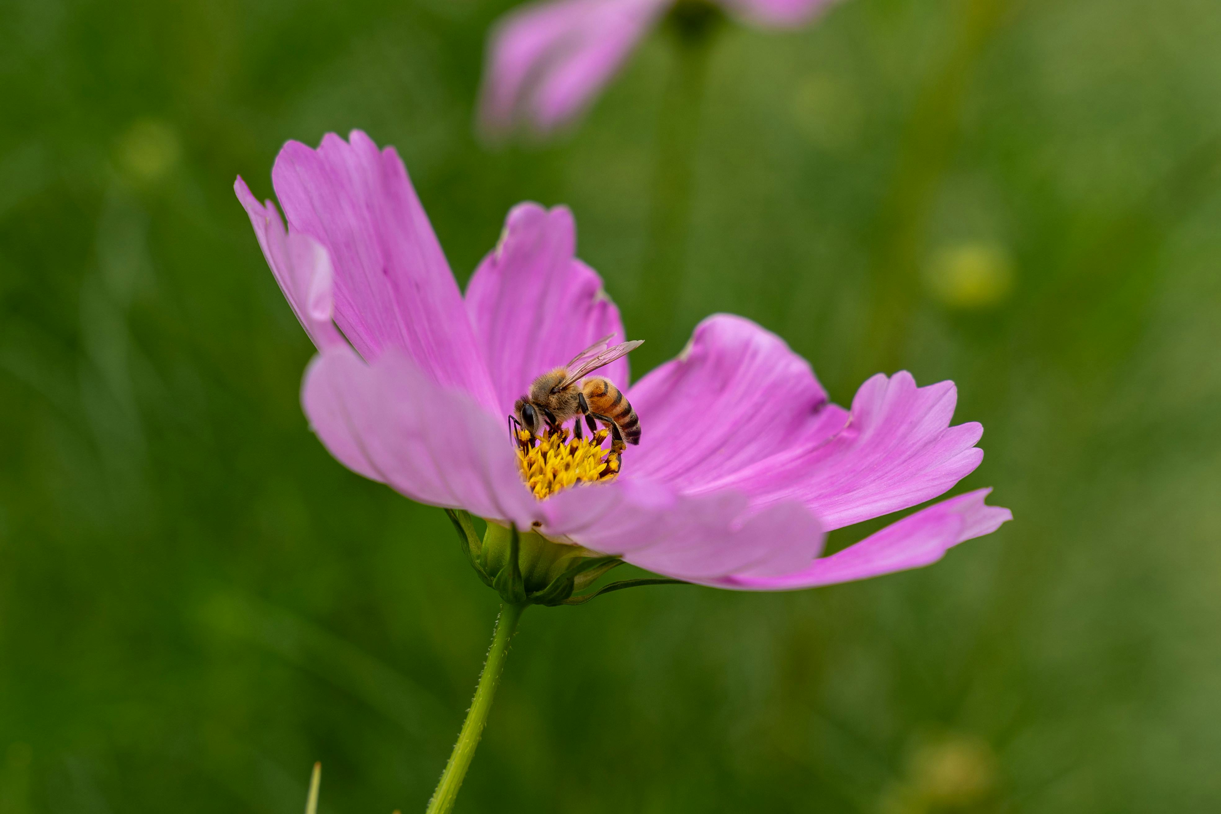 Close-up of a honeybee on a vibrant pink cosmos flower in a lush garden setting.