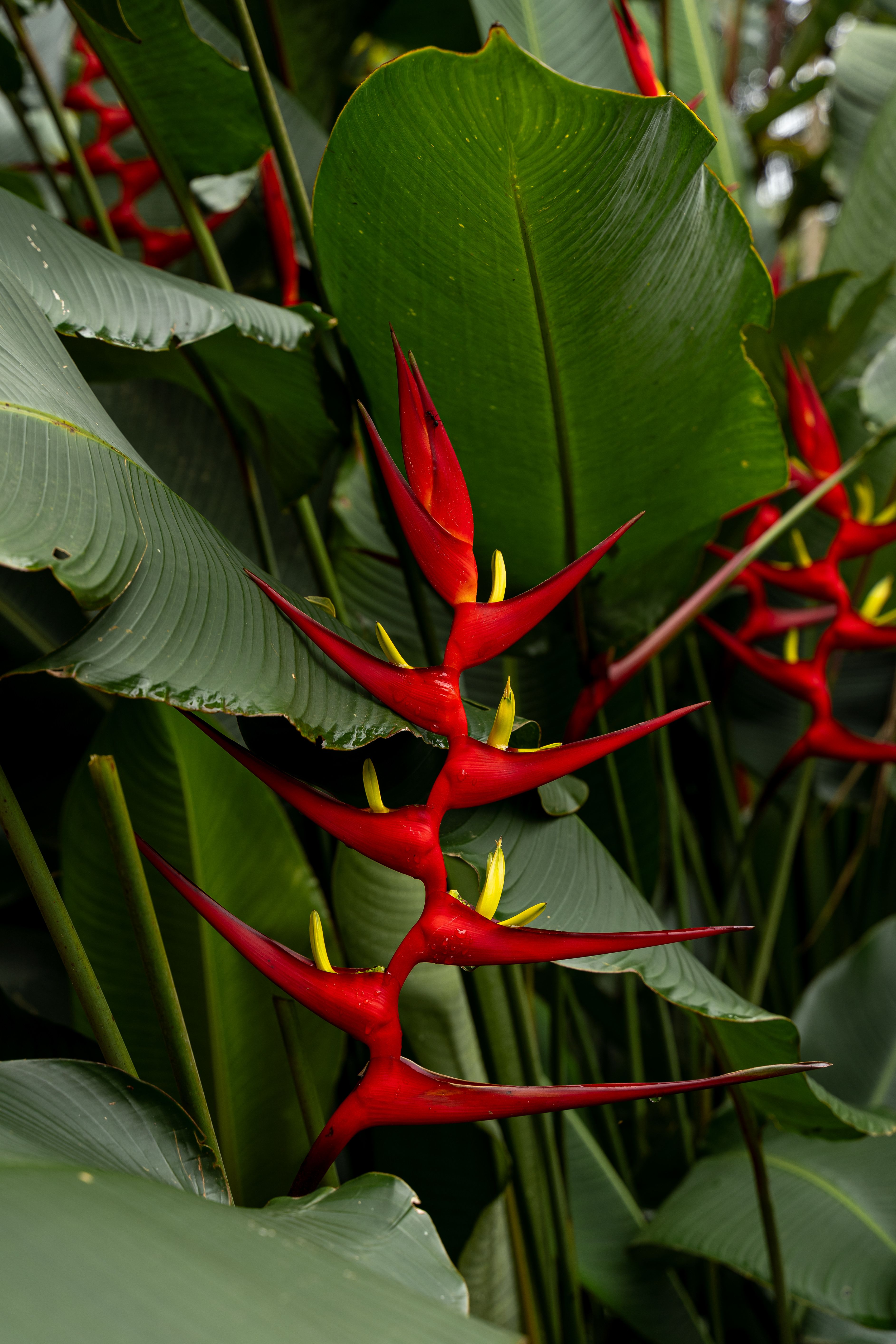 Närbild Av Vibrerande Röda Heliconia Blomma · Kostnadsfri bild