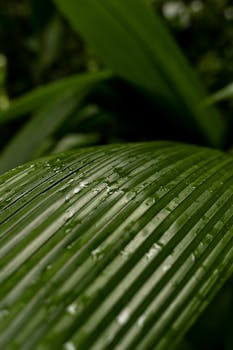 Macro shot of water droplets on a green leaf, showcasing nature's intricate details.